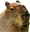 :kapibara: