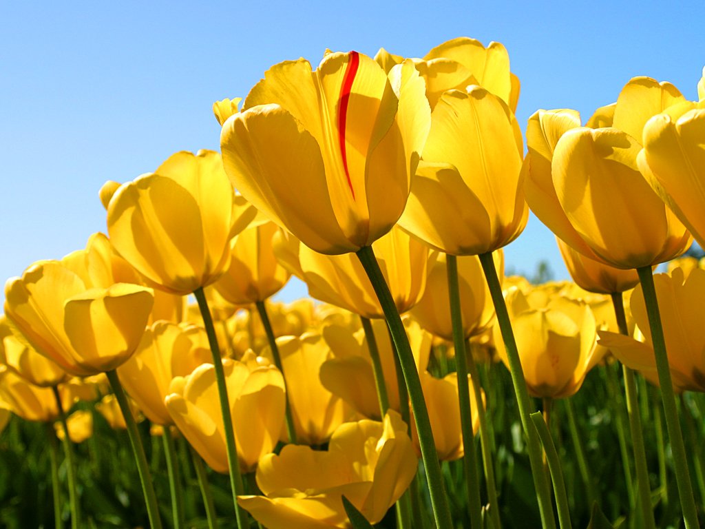 Tulips.jpg.40f0c61cde0d9a76ba1f3b72946ec069.jpg