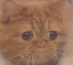 image.png.2911cb9a7b5689f6640a3ec5fae2f24a.png