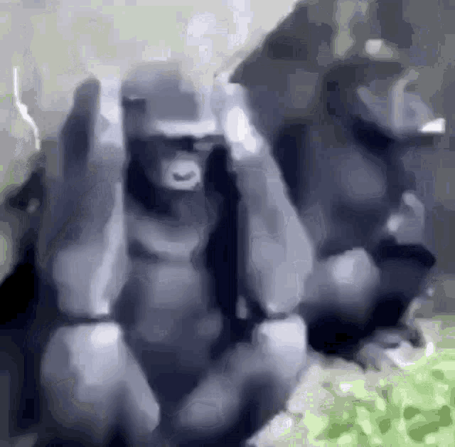 monkey-going-crazy.gif.d422b594872d3fe17af84c4ad28f69fb.gif
