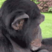 chimp-jam.gif.3cfa75e1b6ffed70cb94464c4069343a.gif