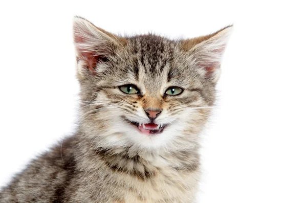 depositphotos_20005797-stock-photo-tabby-kitten-smiling.jpg.49cdefef70e80b944b4b0eda6ed644d7.jpg