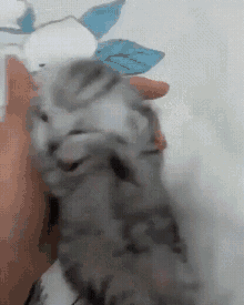 cat-scream.gif.07c4470a6080dbc37fd136ed19567cc4.gif