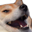 DogeKek.png.d59495128ce10ef96af47b5ef2727cf1.png
