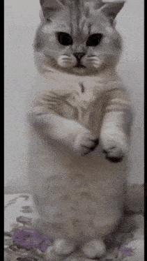cat-dance.gif.56b65e7a3cf4fea33a7d2132ad7ffec9.gif
