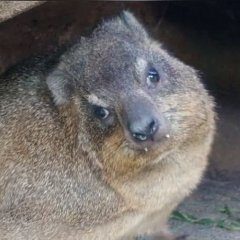 hyrax.thumb.jpg.a4c8ca57f2d62982155d34f3942471f9.jpg.3464aa7aa527351e4ddfcf338b18ecaf.jpg