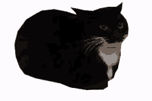 maxwell-the-cat-maxwell.gif.4aa914aa60440eccec8d4acbd5fad05f.gif
