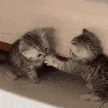 cat-kitten.gif.32f2878b71d68a491552adf421f36938.gif