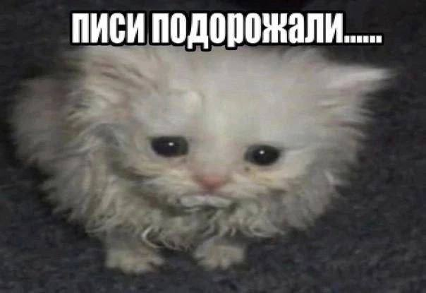 image.png.728cb8d006b10b84c70d17e8d3f53b4d.png