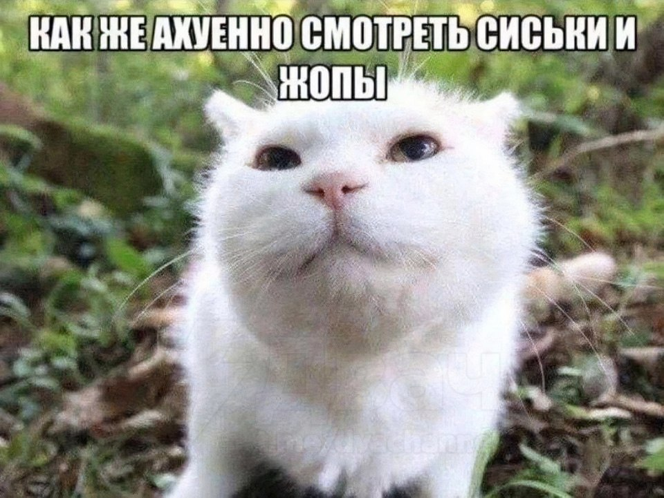 image.png.e7da0756600d2fd3ed2353b28853ca1c.png