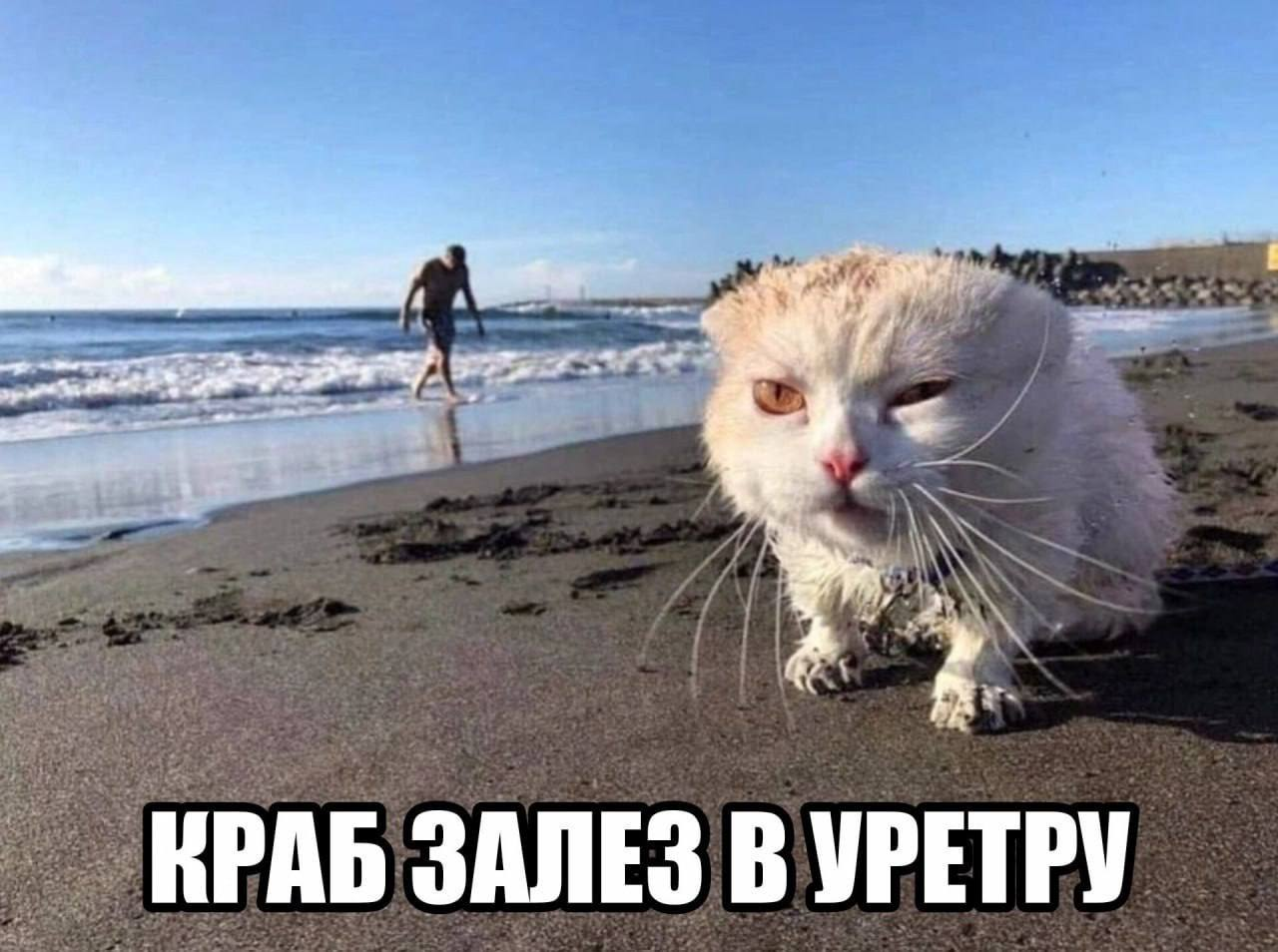 image.png.c358fe0f83a2f326f406ee8131516288.png