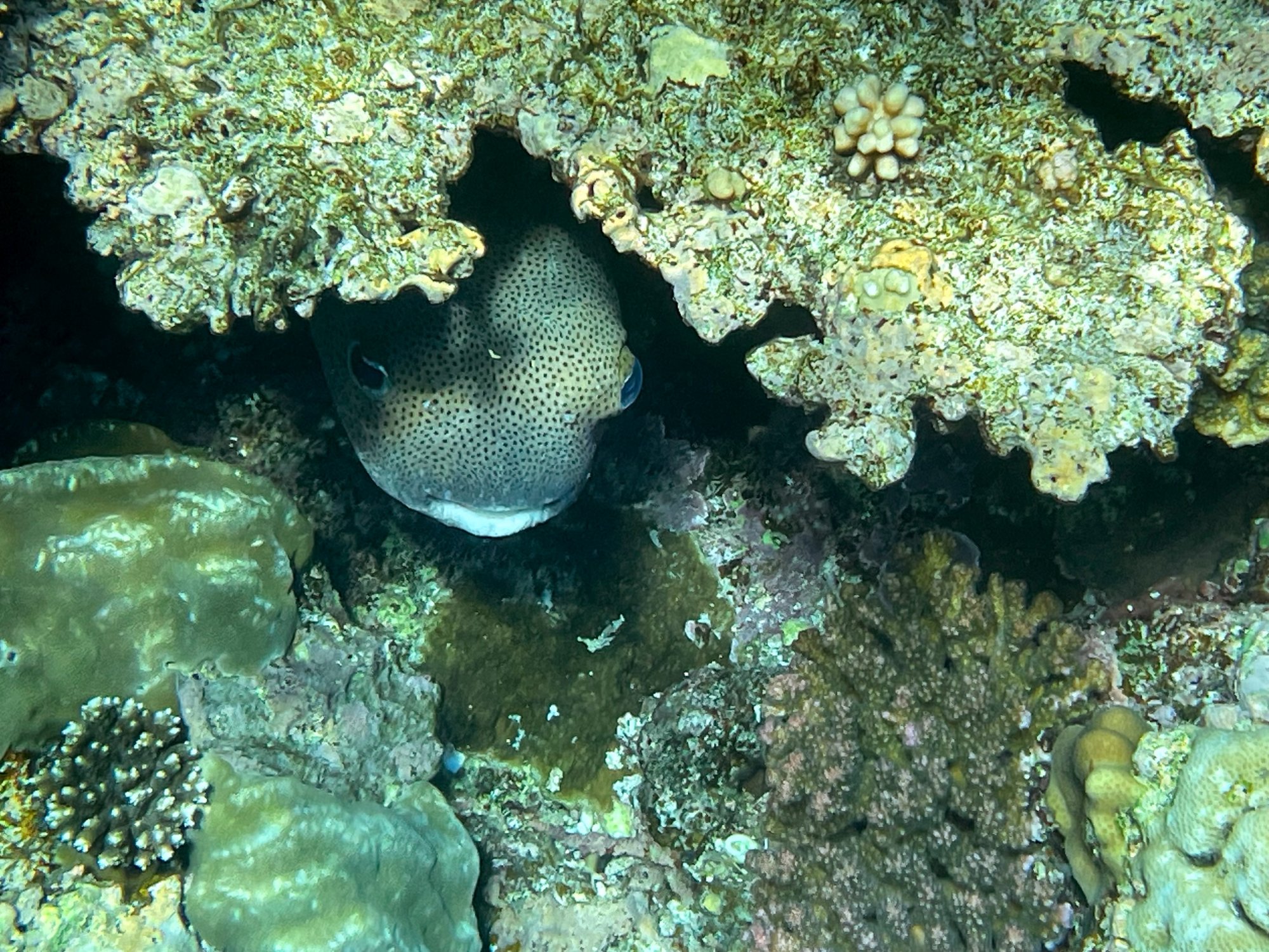 ReefColor_Dive_1784789720262.jpeg.7a42197bbd120044c7e5105d95889abb.jpeg