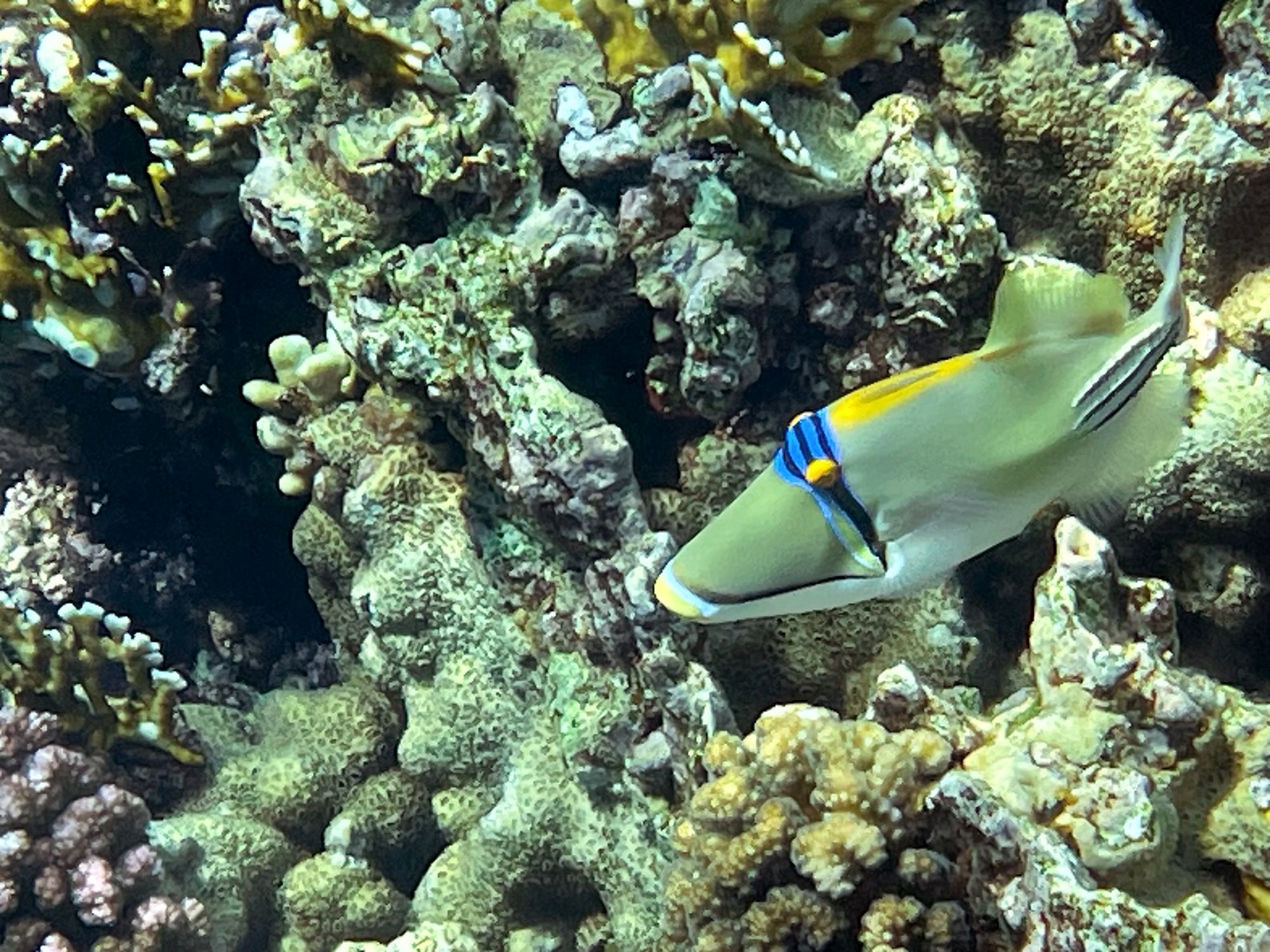 ReefColor_Dive_1784874920543.jpeg.33bda63aaa801242e972978c44970394.jpeg