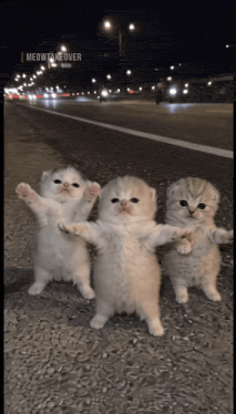 cat-ai-dance.gif.6a73a548f2202165c3437f66ec93c3eb.gif
