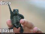 disco_turtle