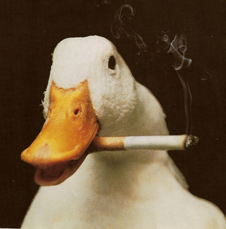 SmokingDuck