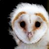 Owl :3