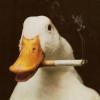 SmokingDuck