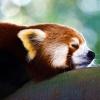 iNflamE-